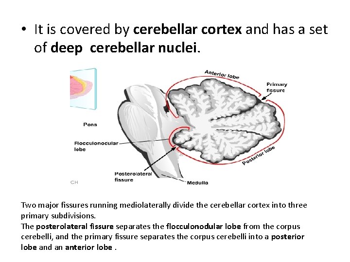 • It is covered by cerebellar cortex and has a set of deep • It is covered by cerebellar cortex and has a set of deep