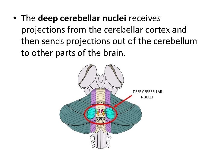 • The deep cerebellar nuclei receives projections from the cerebellar cortex and then • The deep cerebellar nuclei receives projections from the cerebellar cortex and then