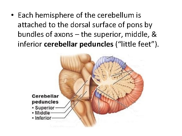 • Each hemisphere of the cerebellum is attached to the dorsal surface of • Each hemisphere of the cerebellum is attached to the dorsal surface of