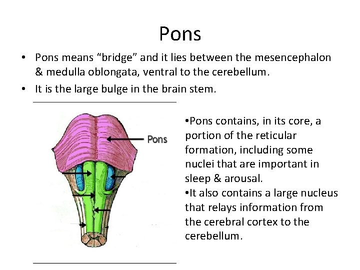 Pons • Pons means “bridge” and it lies between the mesencephalon & medulla oblongata, Pons • Pons means “bridge” and it lies between the mesencephalon & medulla oblongata,