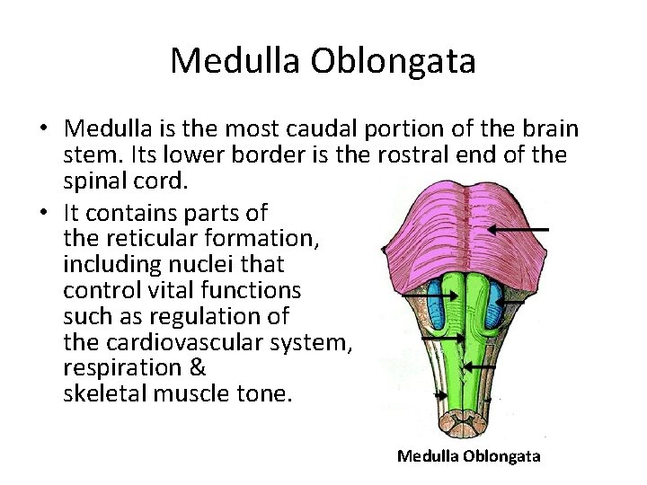 Medulla Oblongata • Medulla is the most caudal portion of the brain stem. Its Medulla Oblongata • Medulla is the most caudal portion of the brain stem. Its