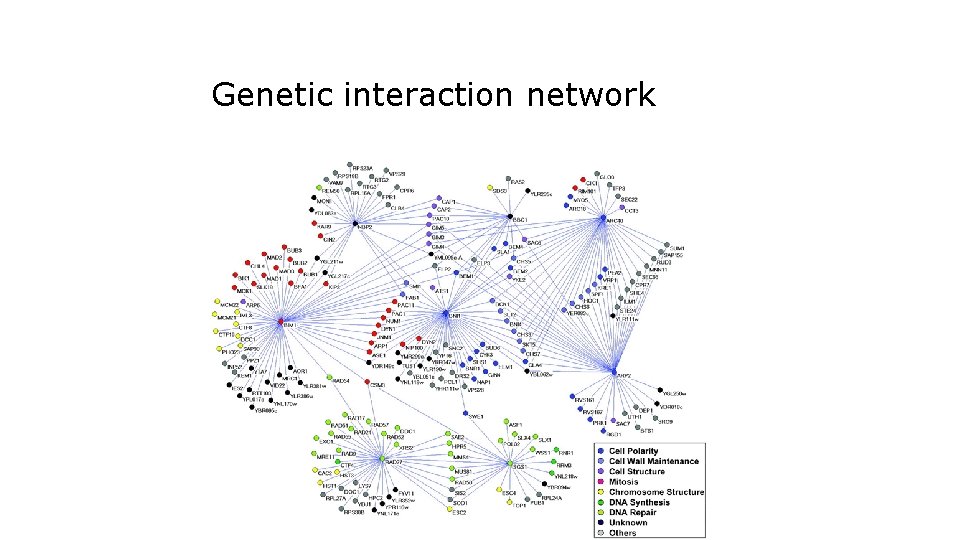 Genetic interaction network 