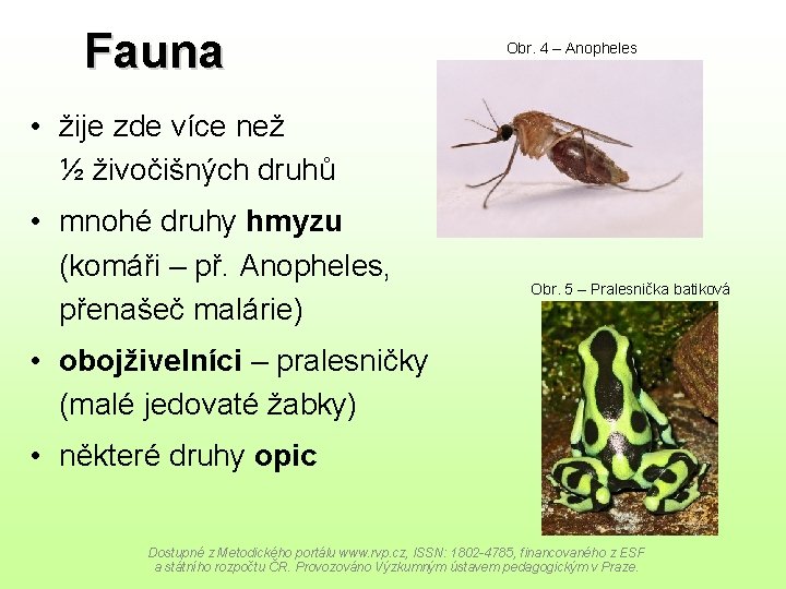 Fauna Obr. 4 – Anopheles • žije zde více než ½ živočišných druhů •