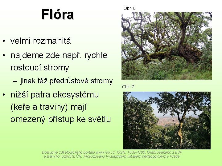 Flóra Obr. 6 • velmi rozmanitá • najdeme zde např. rychle rostoucí stromy –