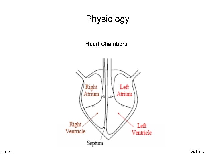 Physiology Heart Chambers ECE 501 Dr. Hang 