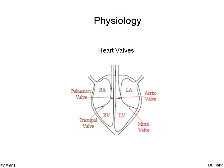 Physiology Heart Valves ECE 501 Dr. Hang 