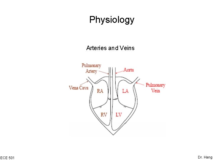 Physiology Arteries and Veins ECE 501 Dr. Hang 