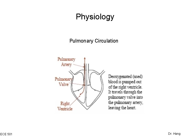 Physiology Pulmonary Circulation ECE 501 Dr. Hang 