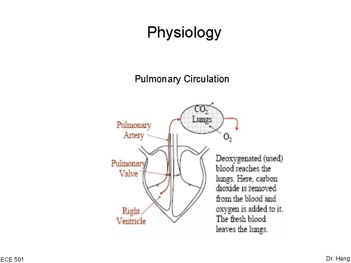 Physiology Pulmonary Circulation ECE 501 Dr. Hang 