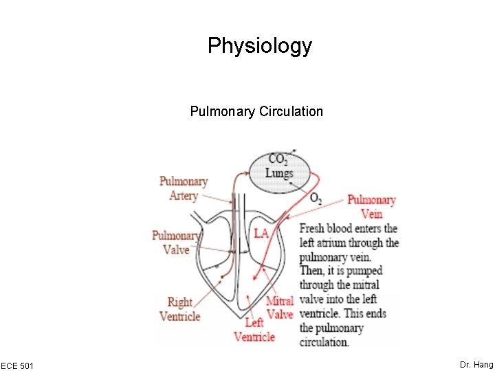 Physiology Pulmonary Circulation ECE 501 Dr. Hang 