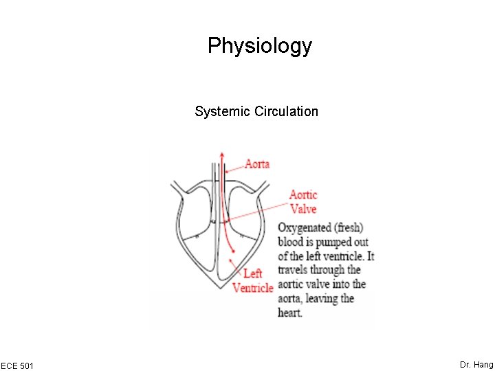 Physiology Systemic Circulation ECE 501 Dr. Hang 