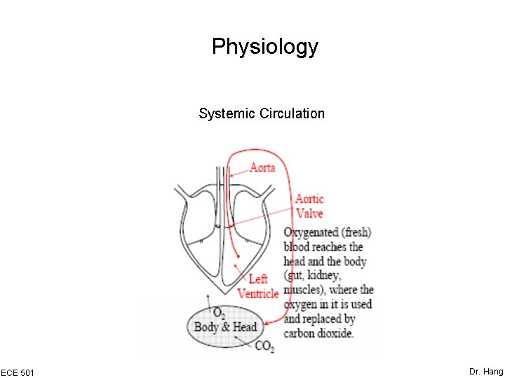 Physiology Systemic Circulation ECE 501 Dr. Hang 