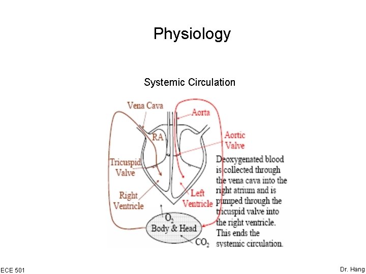Physiology Systemic Circulation ECE 501 Dr. Hang 