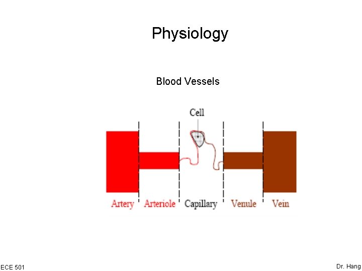 Physiology Blood Vessels ECE 501 Dr. Hang 