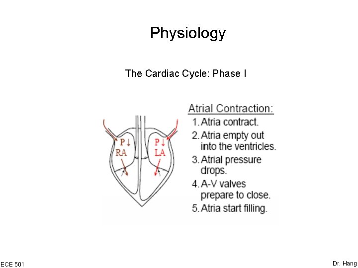 Physiology The Cardiac Cycle: Phase I ECE 501 Dr. Hang 
