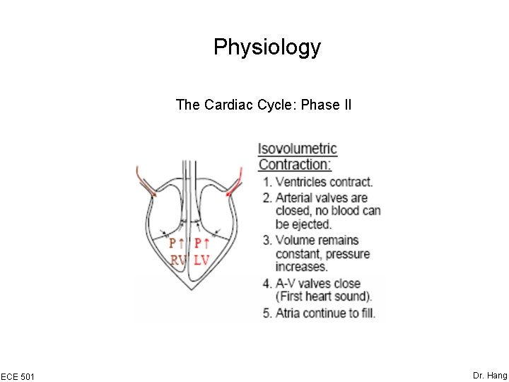 Physiology The Cardiac Cycle: Phase II ECE 501 Dr. Hang 