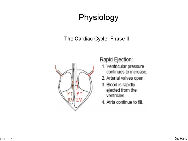 Physiology The Cardiac Cycle: Phase III ECE 501 Dr. Hang 