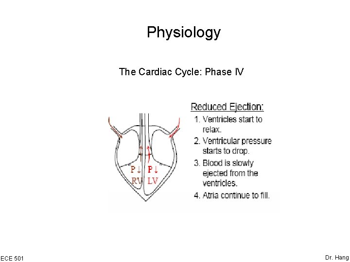 Physiology The Cardiac Cycle: Phase IV ECE 501 Dr. Hang 