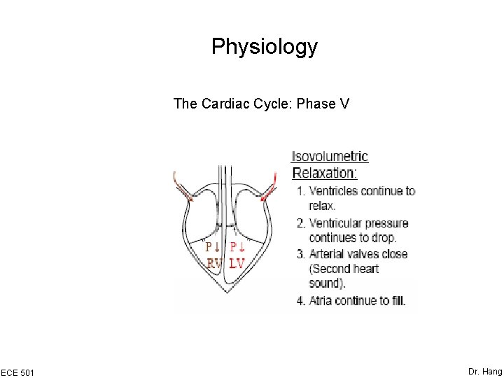 Physiology The Cardiac Cycle: Phase V ECE 501 Dr. Hang 