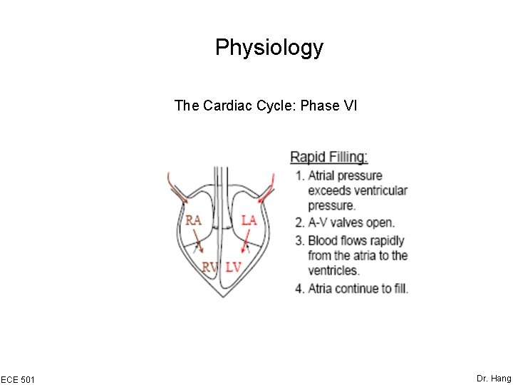 Physiology The Cardiac Cycle: Phase VI ECE 501 Dr. Hang 