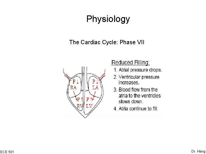 Physiology The Cardiac Cycle: Phase VII ECE 501 Dr. Hang 