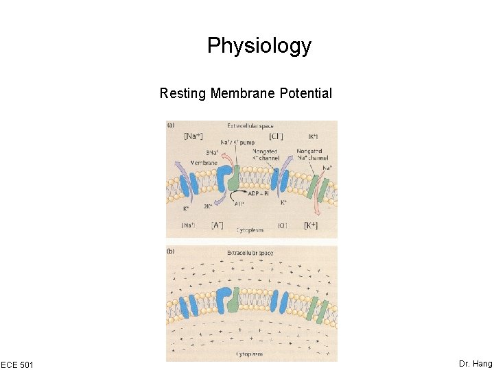 Physiology Resting Membrane Potential ECE 501 Dr. Hang 