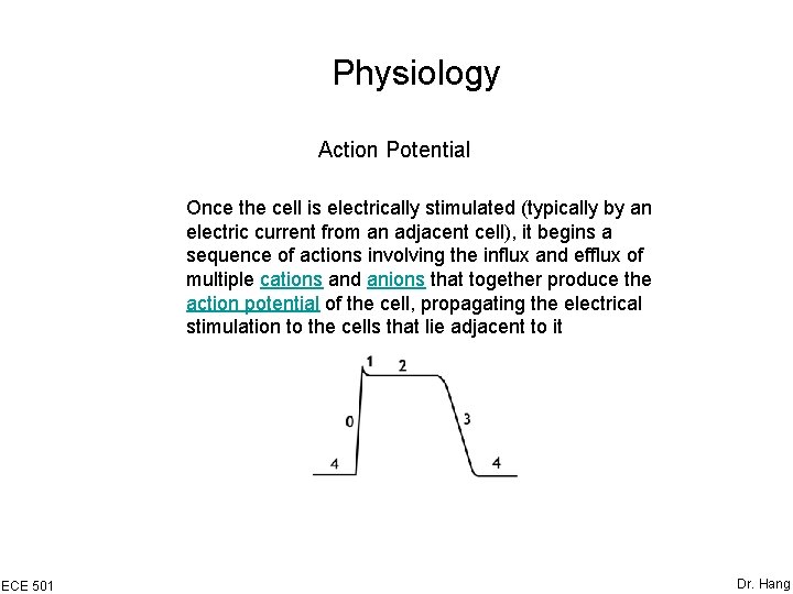 Physiology Action Potential Once the cell is electrically stimulated (typically by an electric current