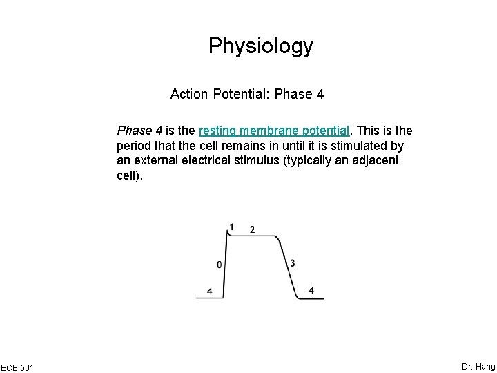 Physiology Action Potential: Phase 4 is the resting membrane potential. This is the period