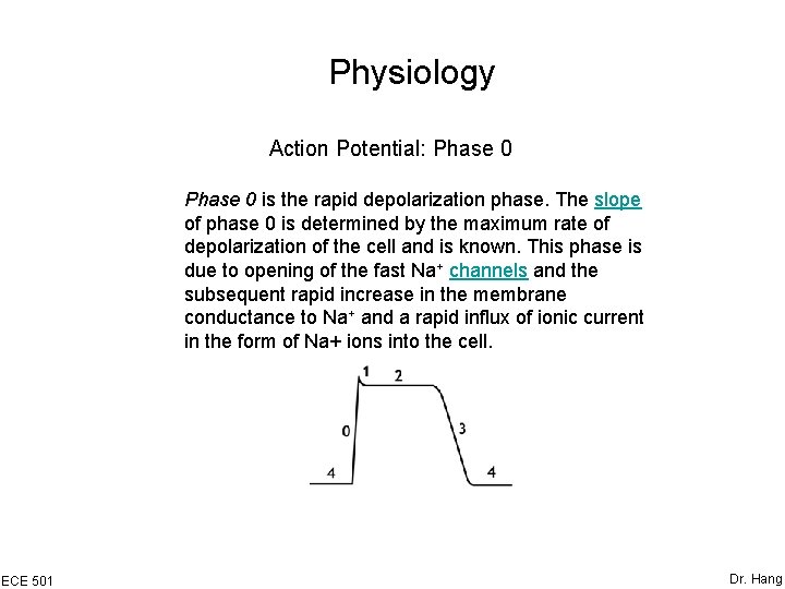 Physiology Action Potential: Phase 0 is the rapid depolarization phase. The slope of phase