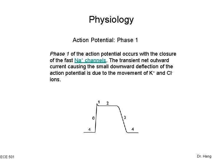 Physiology Action Potential: Phase 1 of the action potential occurs with the closure of