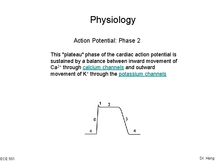 Physiology Action Potential: Phase 2 This "plateau" phase of the cardiac action potential is