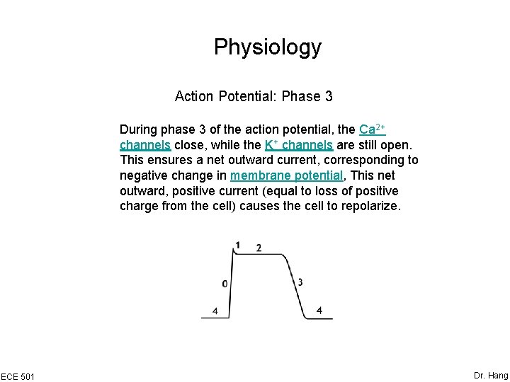 Physiology Action Potential: Phase 3 During phase 3 of the action potential, the Ca