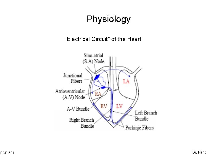 Physiology “Electrical Circuit” of the Heart ECE 501 Dr. Hang 