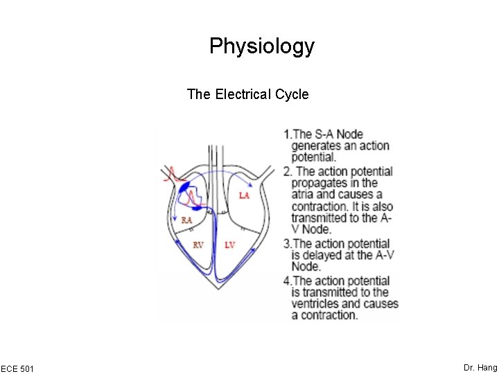 Physiology The Electrical Cycle ECE 501 Dr. Hang 