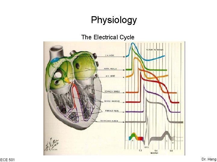 Physiology The Electrical Cycle ECE 501 Dr. Hang 