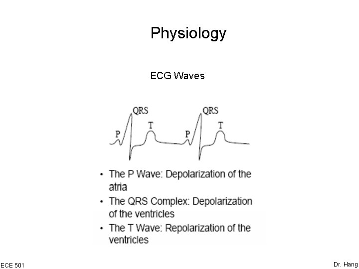 Physiology ECG Waves ECE 501 Dr. Hang 