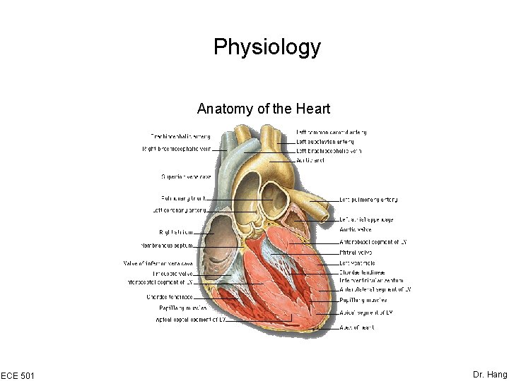 Physiology Anatomy of the Heart ECE 501 Dr. Hang 