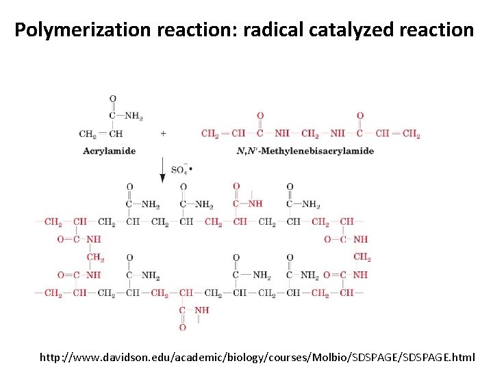 Polymerization reaction: radical catalyzed reaction http: //www. davidson. edu/academic/biology/courses/Molbio/SDSPAGE. html 