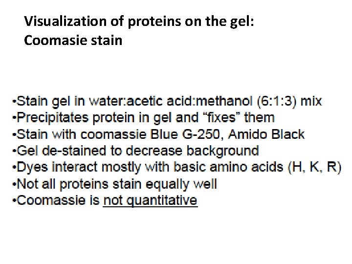Visualization of proteins on the gel: Coomasie stain 