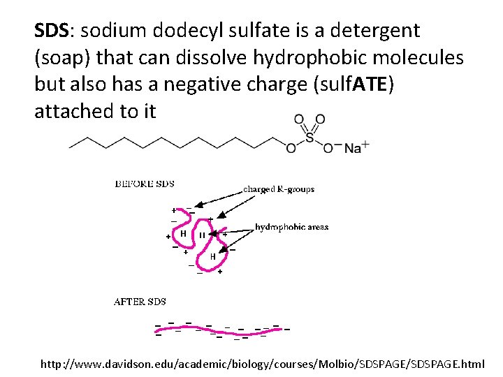 SDS: sodium dodecyl sulfate is a detergent (soap) that can dissolve hydrophobic molecules but