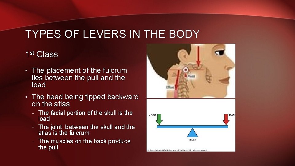 TYPES OF LEVERS IN THE BODY 1 st Class • The placement of the