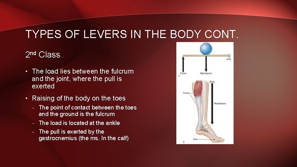 TYPES OF LEVERS IN THE BODY CONT. 2 nd Class • The load lies
