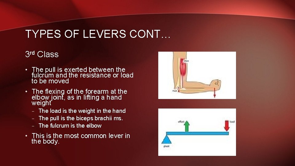 TYPES OF LEVERS CONT… 3 rd Class • The pull is exerted between the