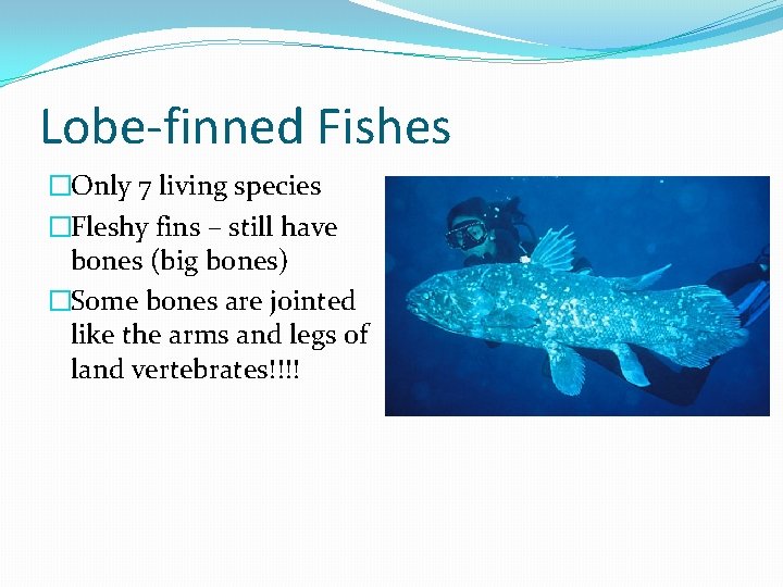 Lobe-finned Fishes �Only 7 living species �Fleshy fins – still have bones (big bones)