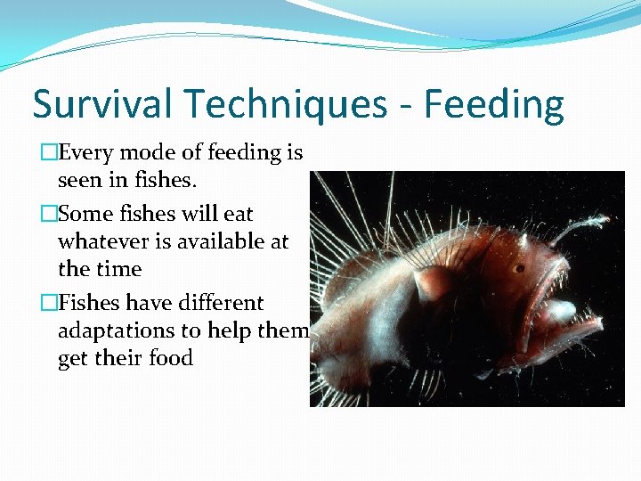 Survival Techniques - Feeding �Every mode of feeding is seen in fishes. �Some fishes