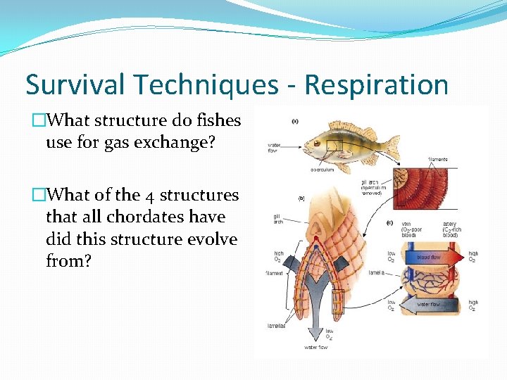 Survival Techniques - Respiration �What structure do fishes use for gas exchange? �What of