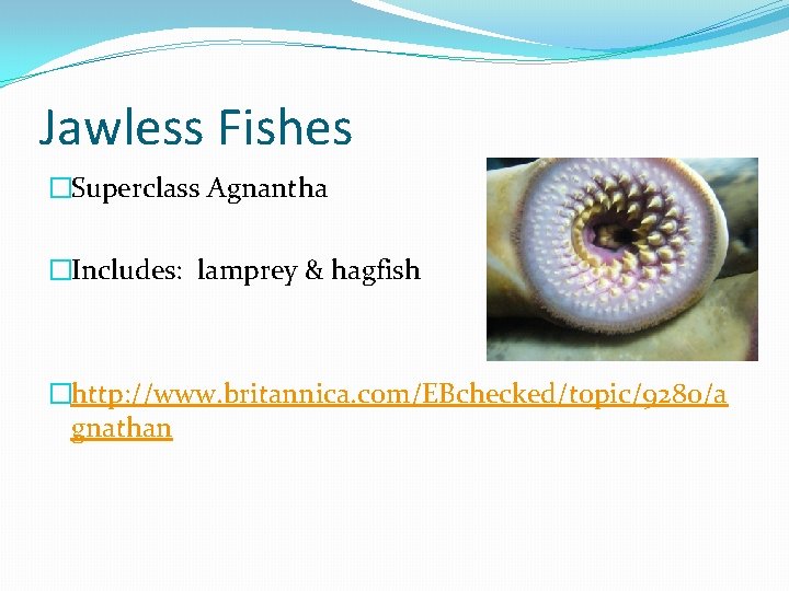 Jawless Fishes �Superclass Agnantha �Includes: lamprey & hagfish �http: //www. britannica. com/EBchecked/topic/9280/a gnathan 