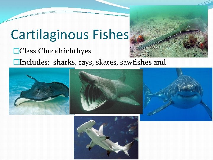 Cartilaginous Fishes �Class Chondrichthyes �Includes: sharks, rays, skates, sawfishes and chimaeras 