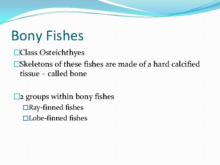 Bony Fishes �Class Osteichthyes �Skeletons of these fishes are made of a hard calcified