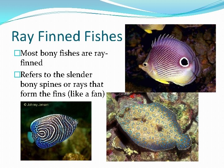 Ray Finned Fishes �Most bony fishes are rayfinned �Refers to the slender bony spines